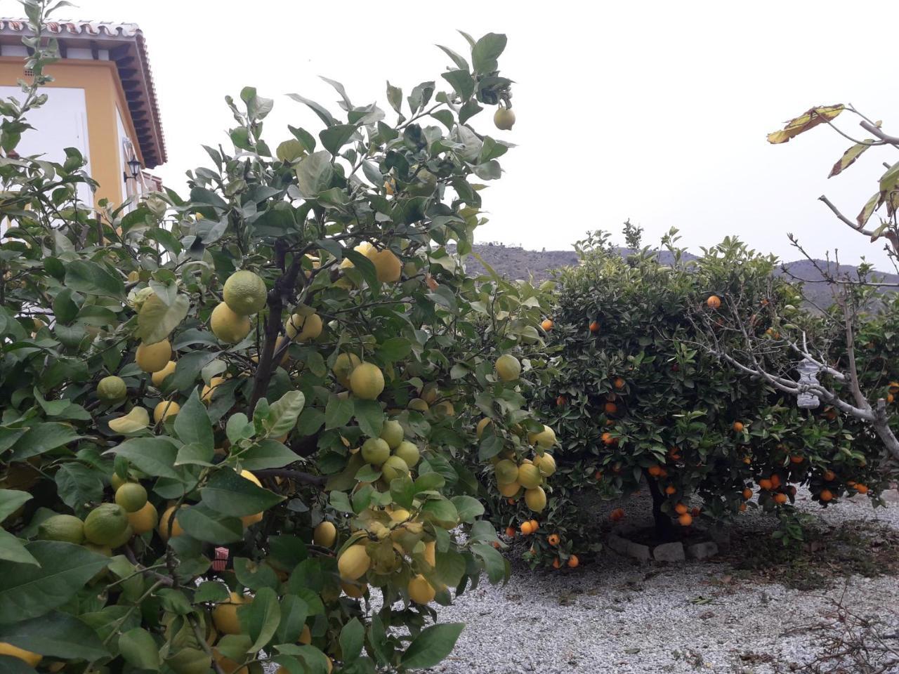 Alojamiento Colina Del Sol Torrox Εξωτερικό φωτογραφία